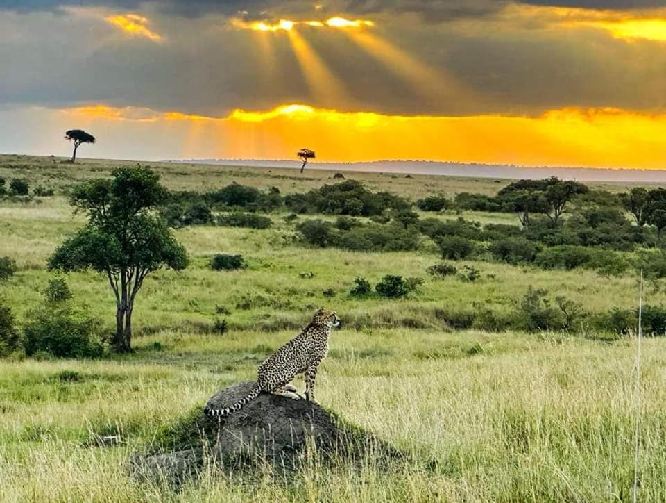 Leruk Maasai Mara Camp 호텔 Sekenani 외부 사진