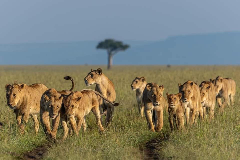 Leruk Maasai Mara Camp 호텔 Sekenani 외부 사진