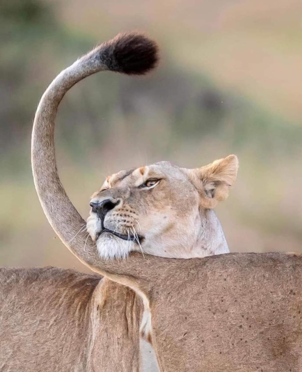 Leruk Maasai Mara Camp 호텔 Sekenani 외부 사진