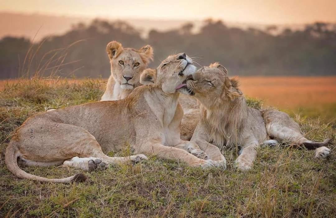 Leruk Maasai Mara Camp 호텔 Sekenani 외부 사진