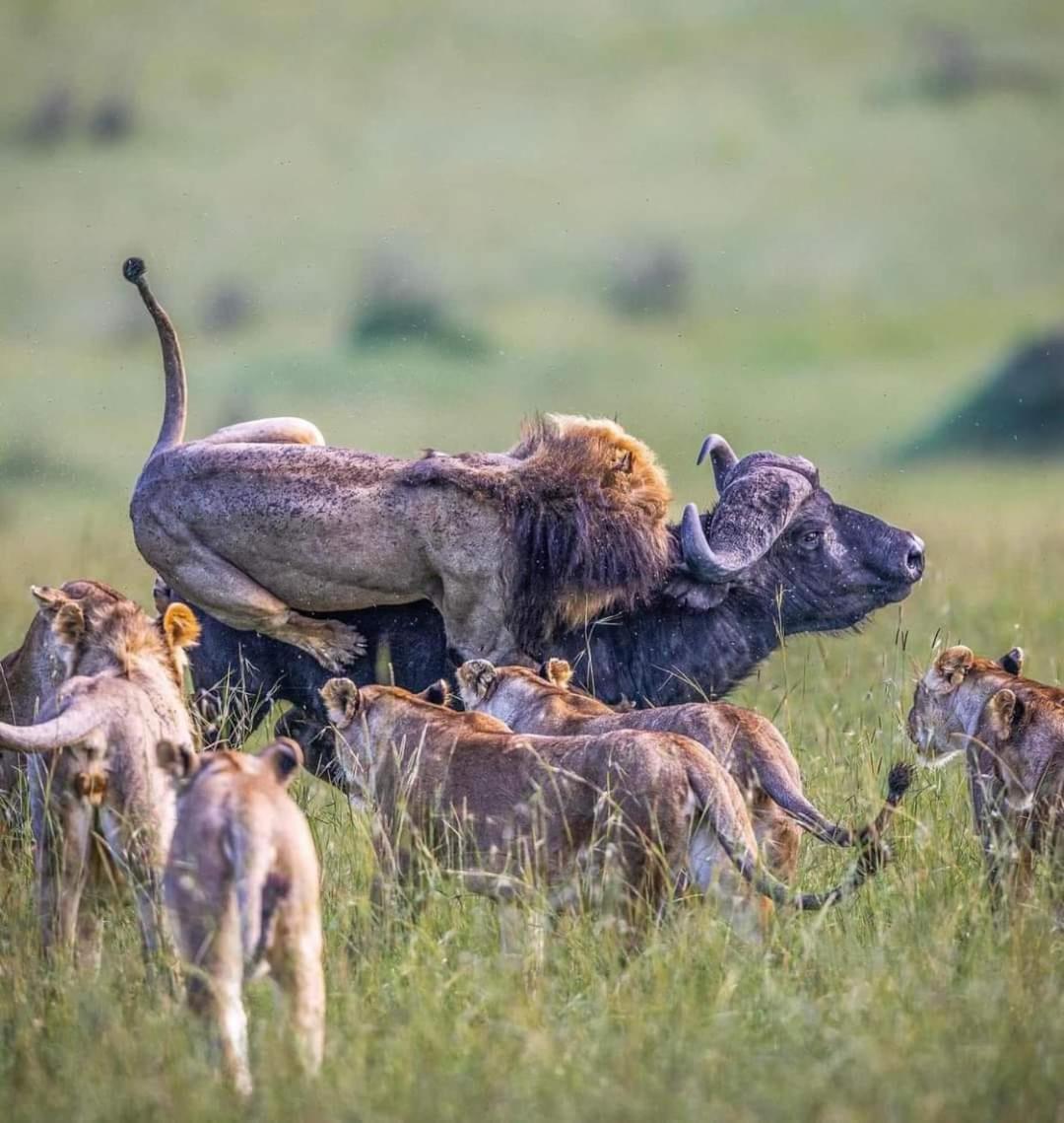 Leruk Maasai Mara Camp 호텔 Sekenani 외부 사진