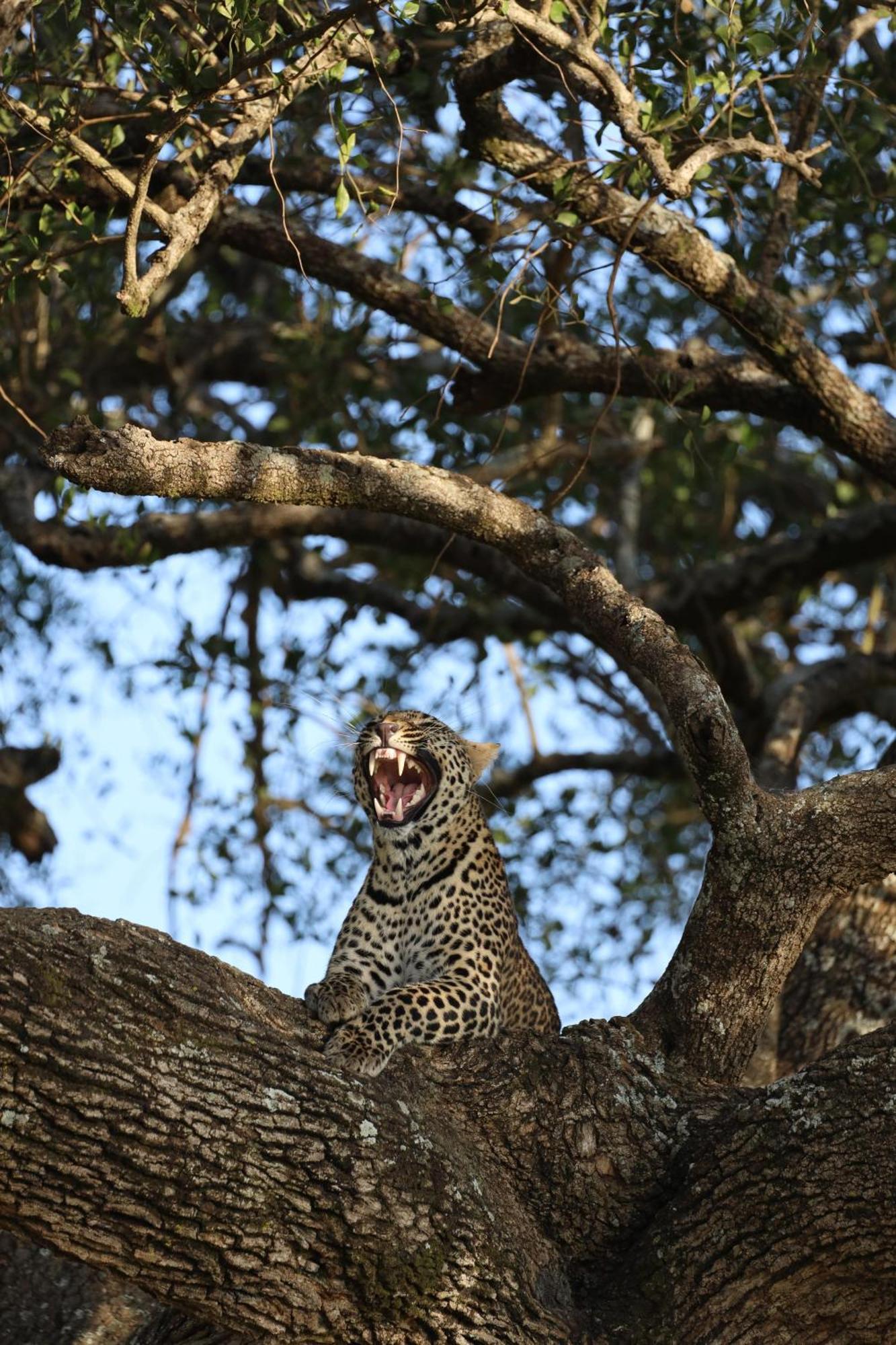 Leruk Maasai Mara Camp 호텔 Sekenani 외부 사진